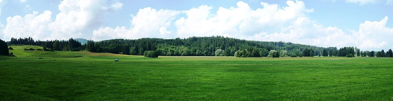 Grüne Wiesen vor einem Waldrand im Allgäu unter sommerlichen Wolken