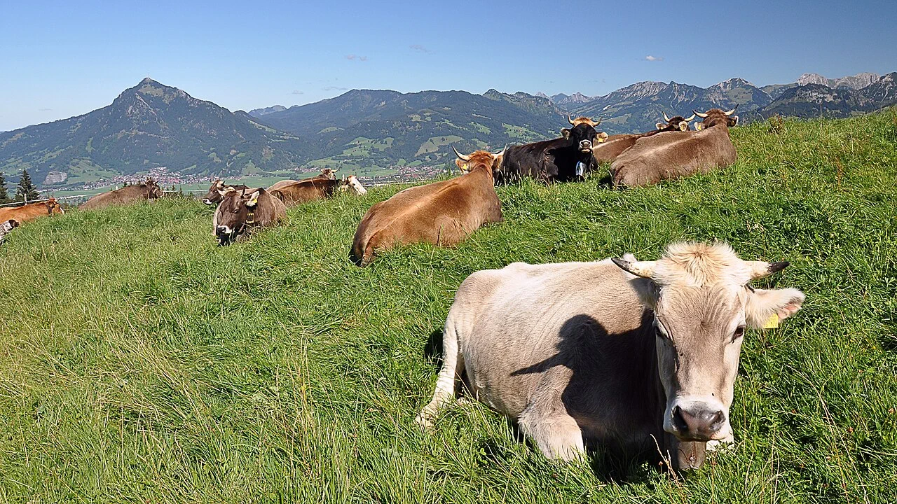 Gehörnte Braunviehkühe ruhen auf einer Bergweide am Ofterschwanger Horn