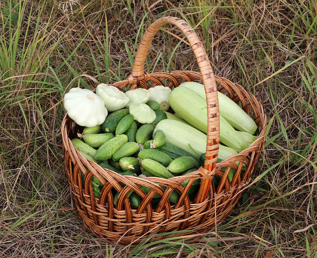 Ein Korb mit frisch geernteten Gurken, Zucchini und Patisson-Kürbissen im Gras