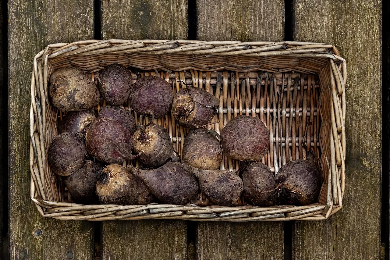 Frisch geerntete Rote Bete mit Erde an der Schale in einem flachen Weidenkorb